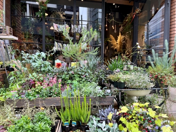 ����ȥ��̿�